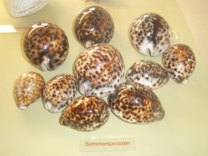 Muscheln