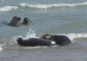 Seehunde