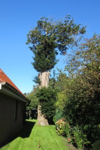 Baum