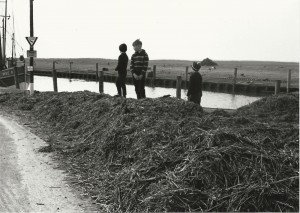 Treibsel am Hafen