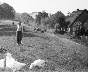 k-Junge mit Gänsen am Deich